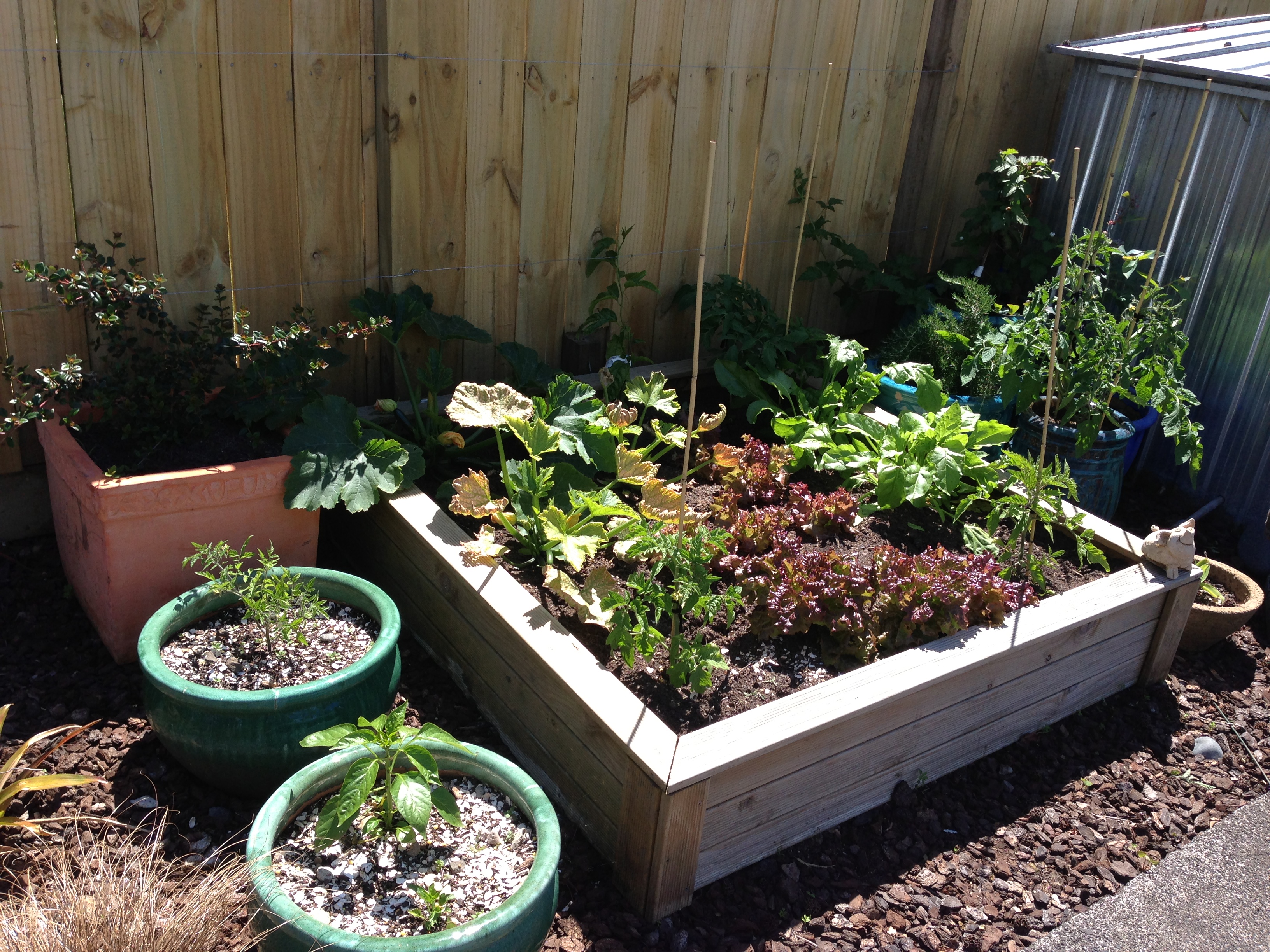 Summer Vege Garden