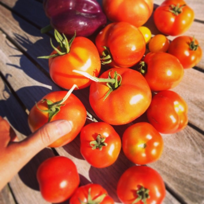 My_tomatoes.jpg