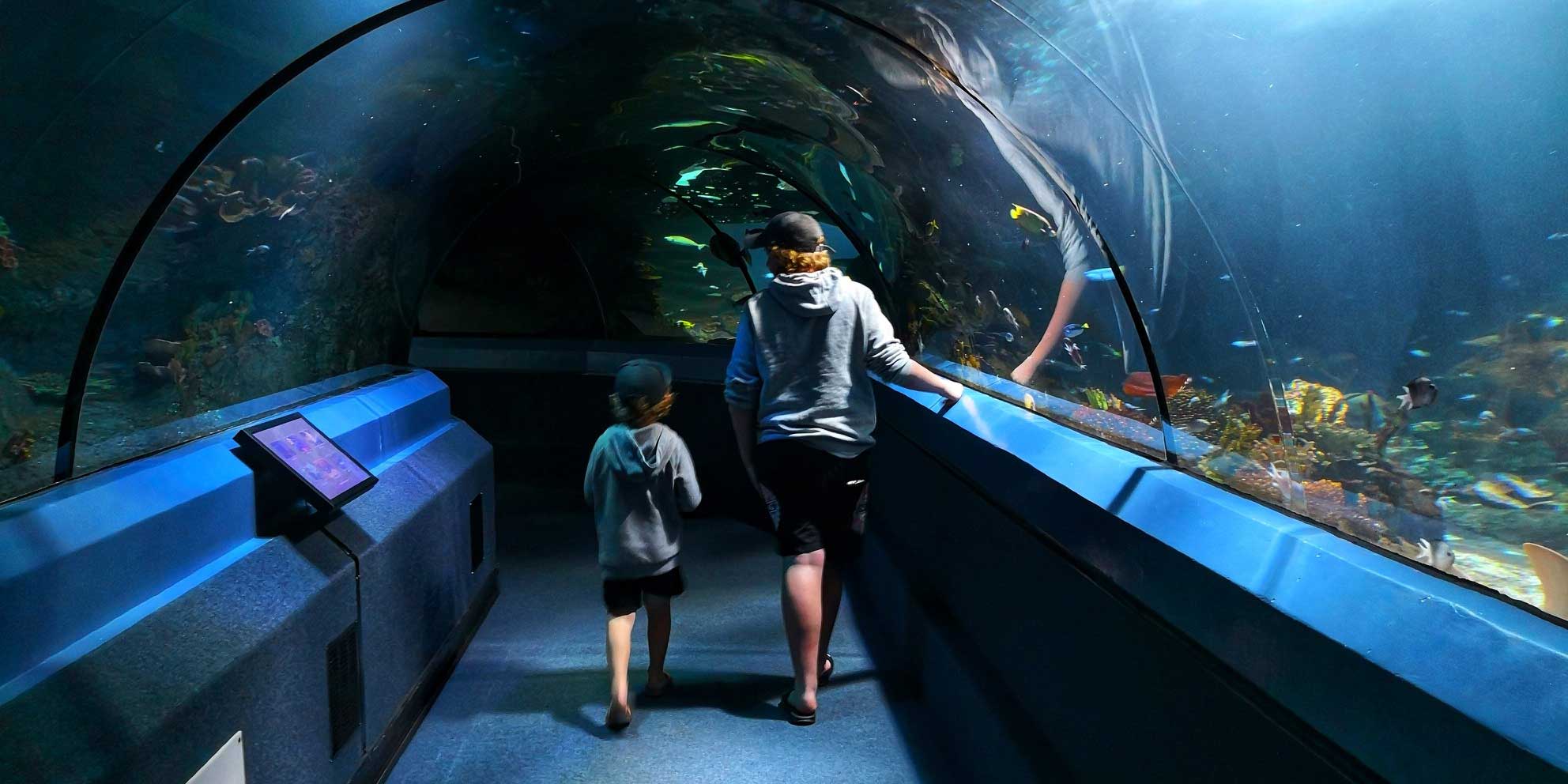 New Zealand's Top Travel Lifestyle Blog Home Decor Sunshine Coast Aquarium